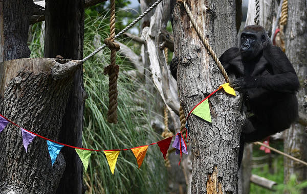 Gorilla Mjukuu plays next to rainbow bunting that is hung in celebration in the gorilla enclosure ahead of the reopening of London Zoo, after an extended lockdown due to the spread of the coronavirus disease (COVID-19) in London, Britain, June 14, 2020. (REUTERS Photo)