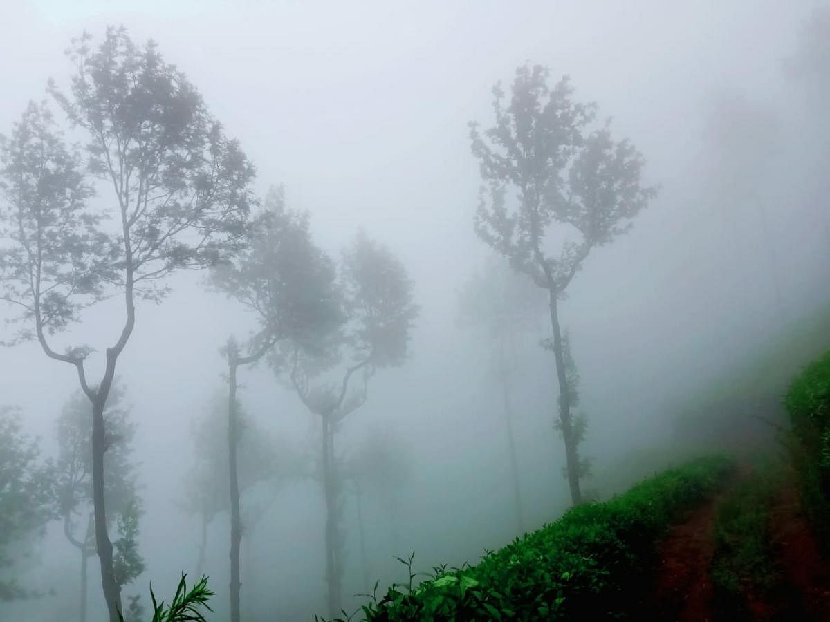 A tea estate covered in mist near Javali.