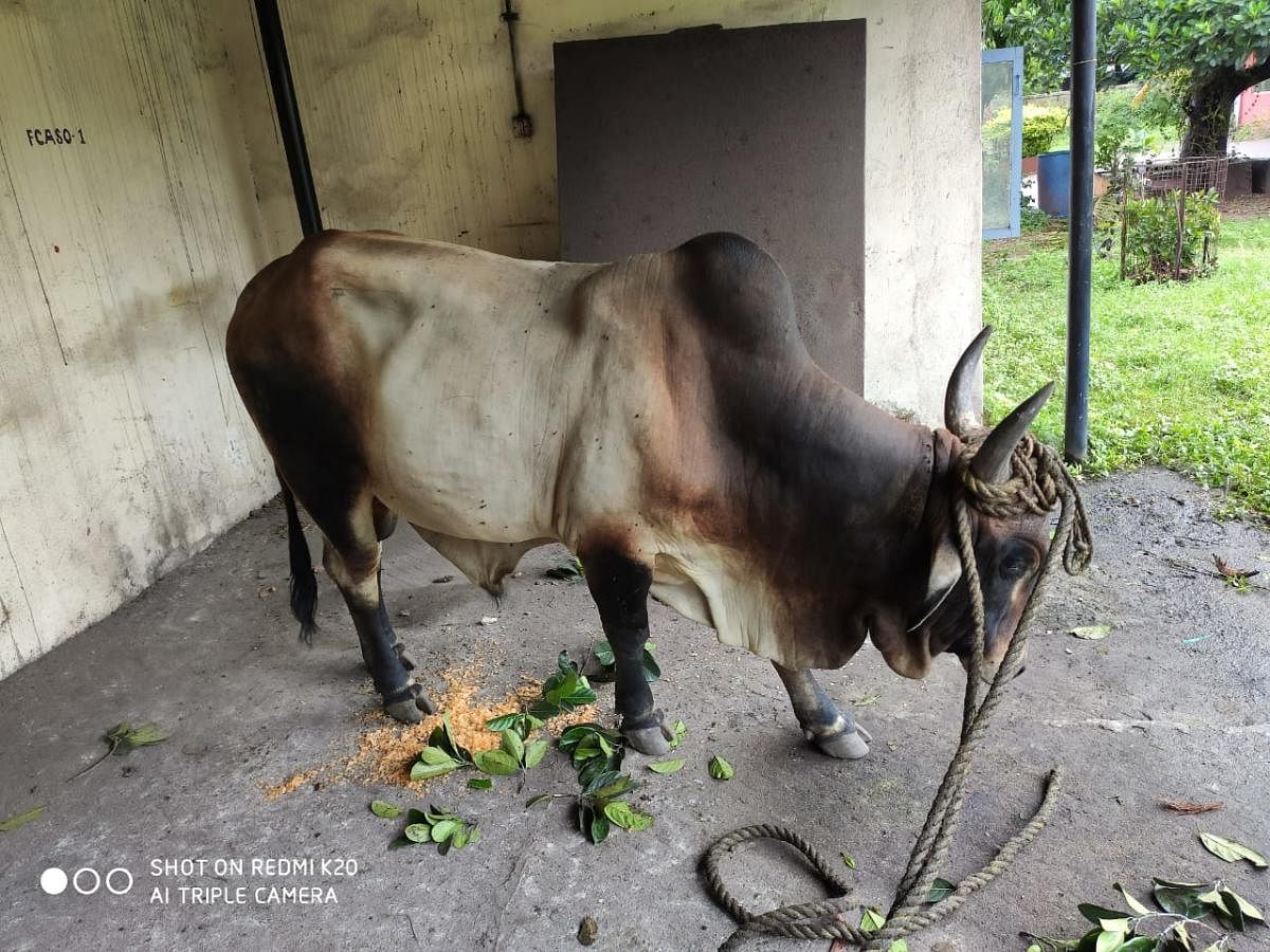 The bull that was rescued by the fire department personnel of the New Mangalore Port Trust at Panambur.