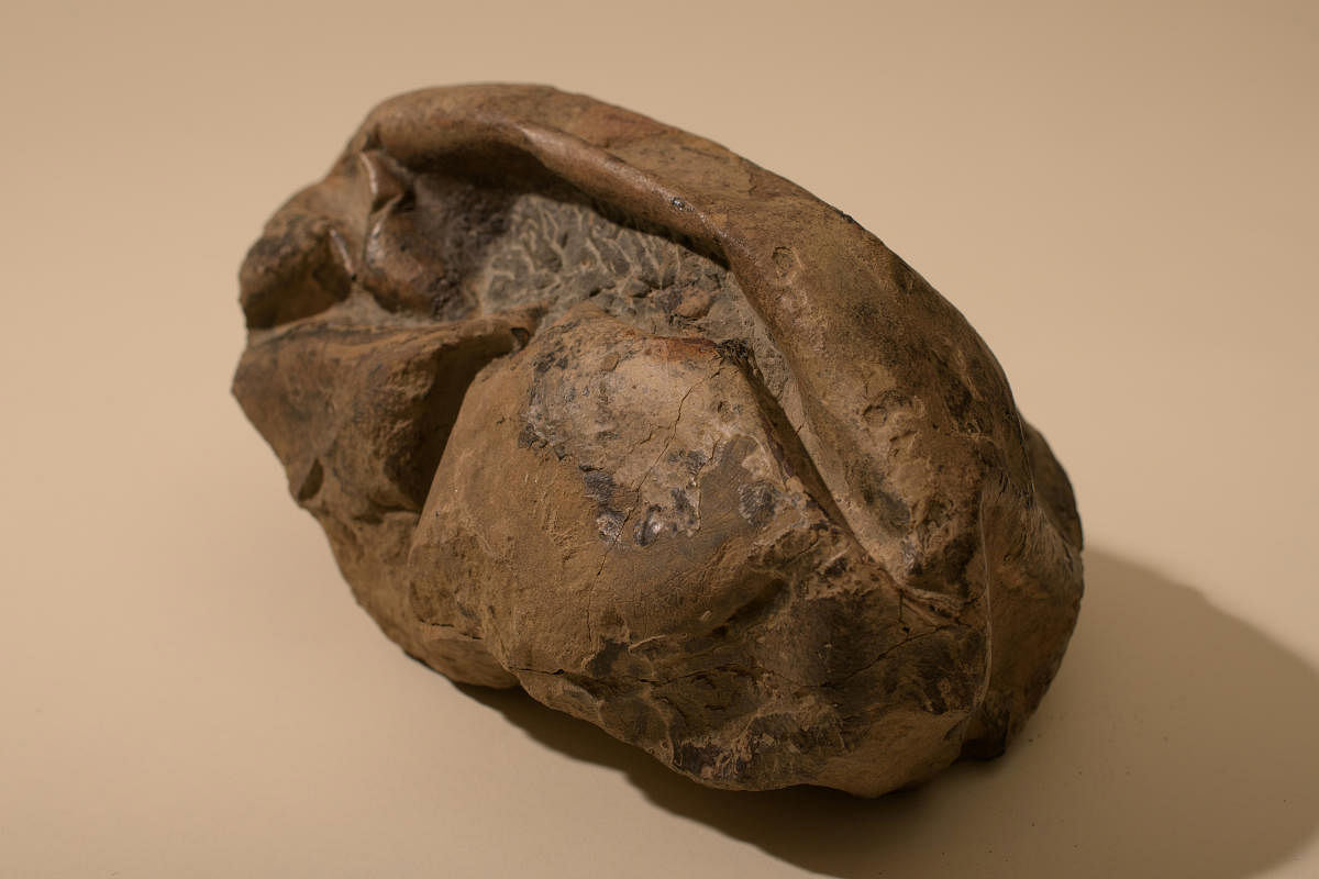General view of a fossil egg of a marine reptile, found in Antarctica. Credit: Reuters