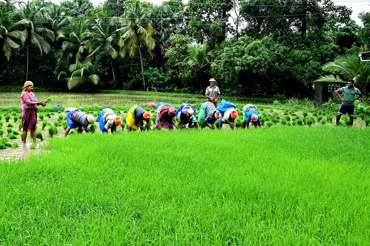 Labourers transplant paddy seedlings on a field in Kaup hobli.