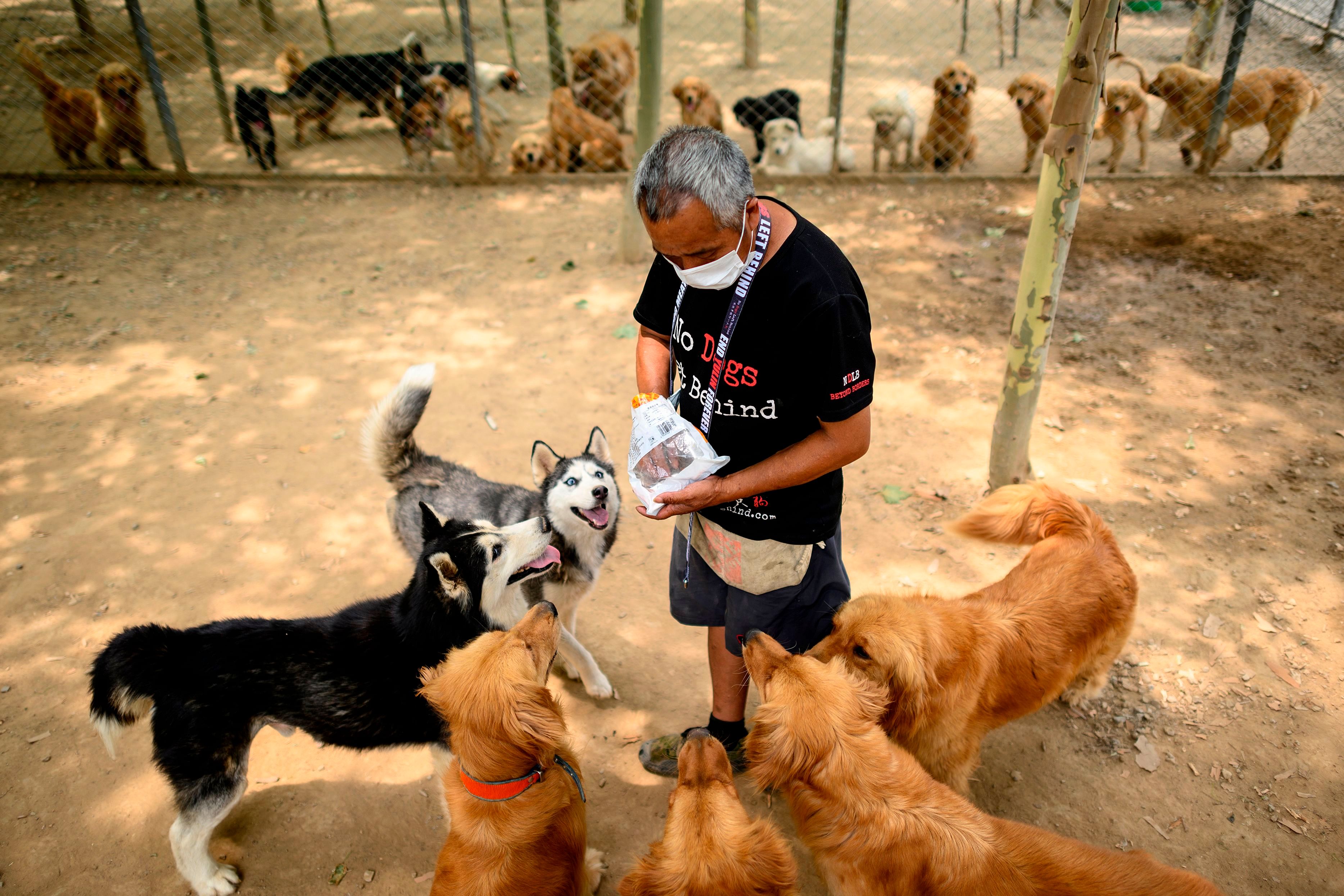 o Dogs Left Behind has taken in hundreds of animals from the dog meat trade, which are adopted by overseas dog lovers, and in recent months has received many purebred dogs from breeding farms that have been dumped due to lower consumer demand for pets during the COVID-19. Credits: AFP Photo
