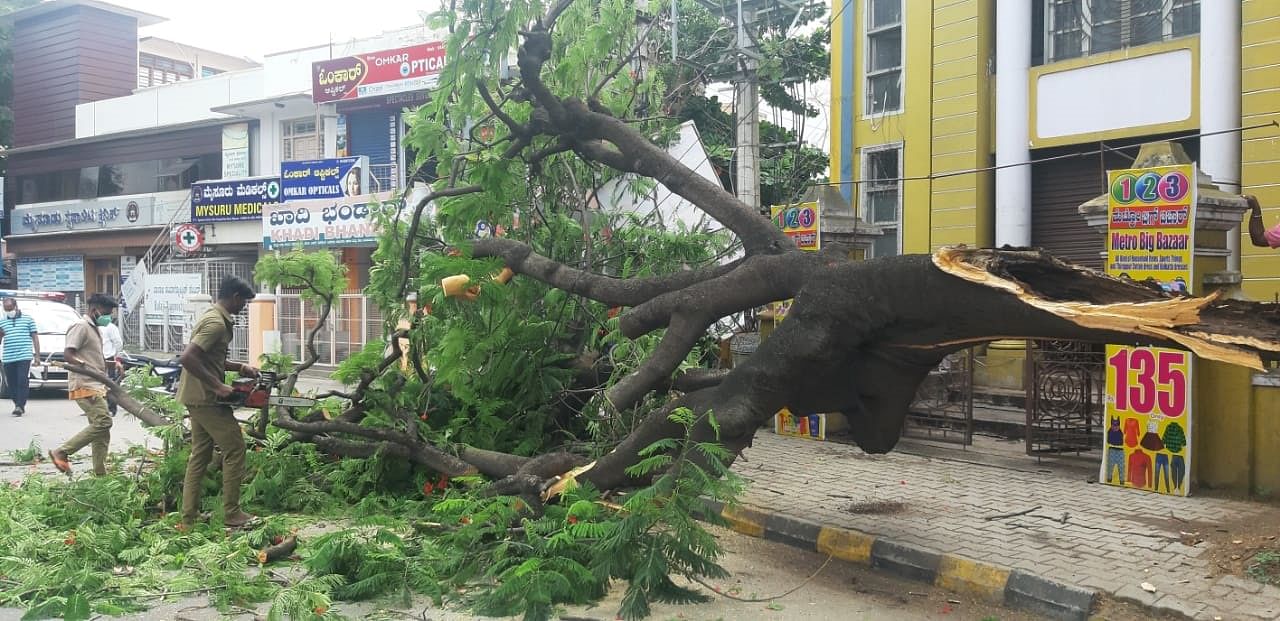 Personnel of Abhaya task force of Mysuru City Corporation clear a branch of the damaged tree on New Sayyaji Rao Road in Agrahara, Mysuru, on Tuesday. (DH Photo)
