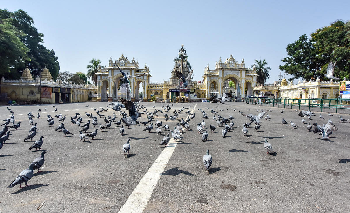 Pigeons gather in front of Kote Anjaneyaswamy temple, at the entrance of Mysuru Palace, where foodgrains are scattered. DH PHOTO