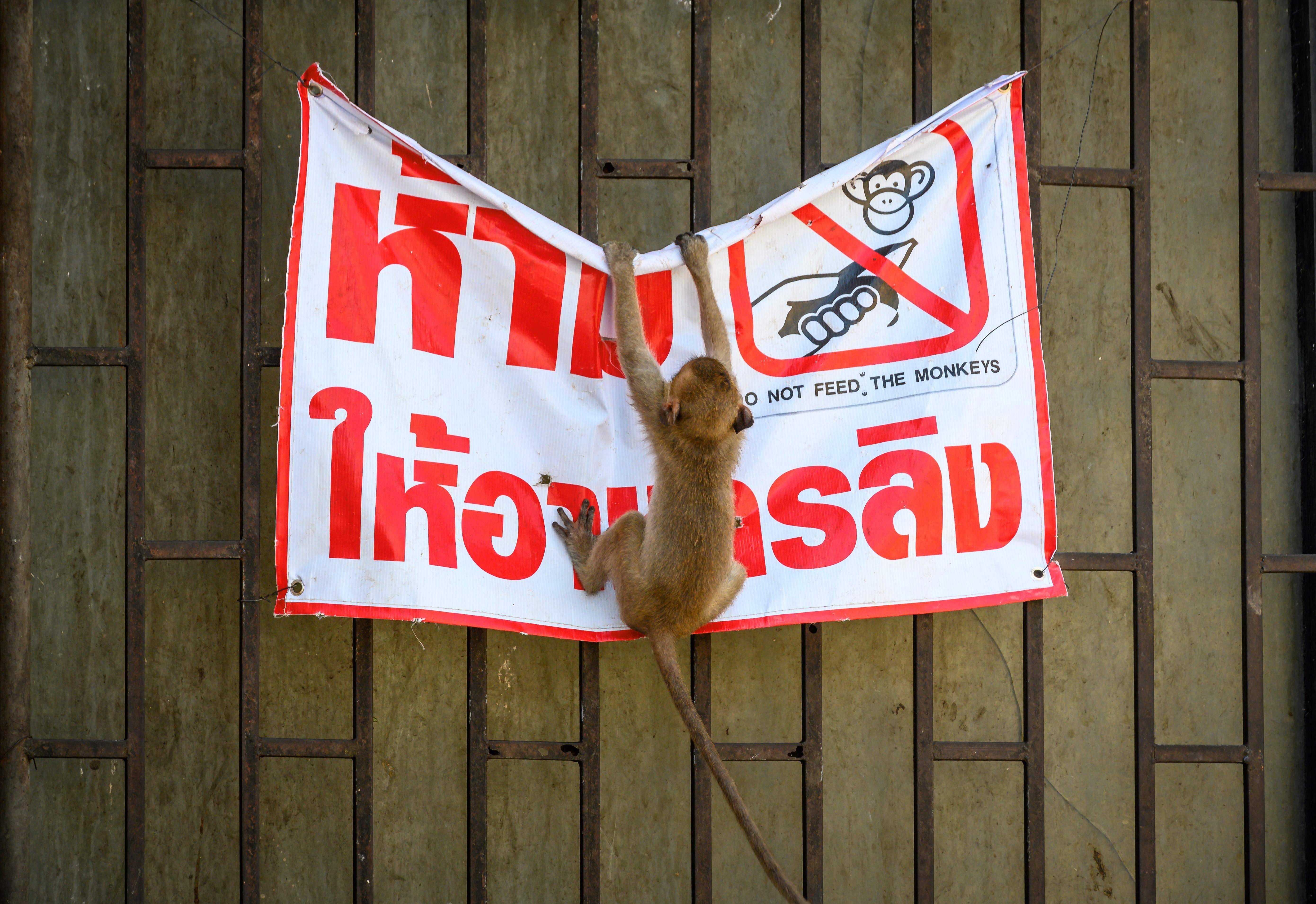 A longtail macaque tears down a poster reading "Don't feed the monkeys" in the town of Lopburi, some 155km north of Bangkok. Credits: AFP Photo