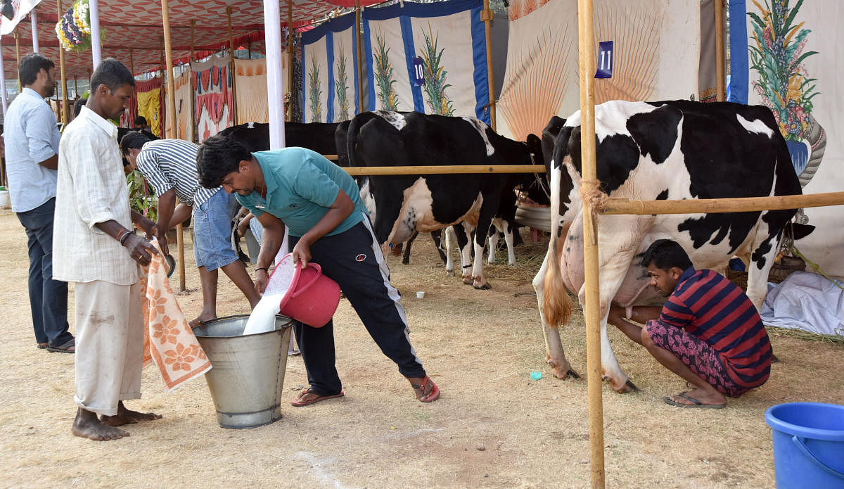 Farmers milking the cows (DH Photo/Image for representation)