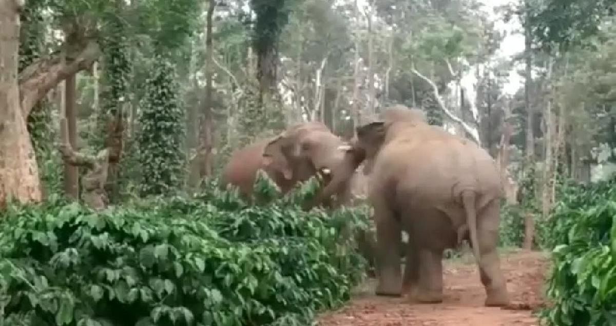 Two elephants fight in a coffee plantation in Siddapura.