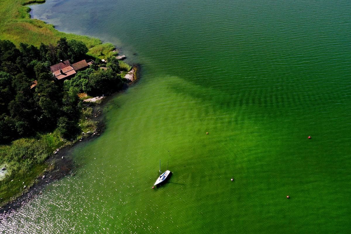 An aerial view of toxic blue-gren algae bloom on the Baltic Sea coast at Tyreso near Stockholm, Sweden, on June 25, 2020. Credit/AFP Photo