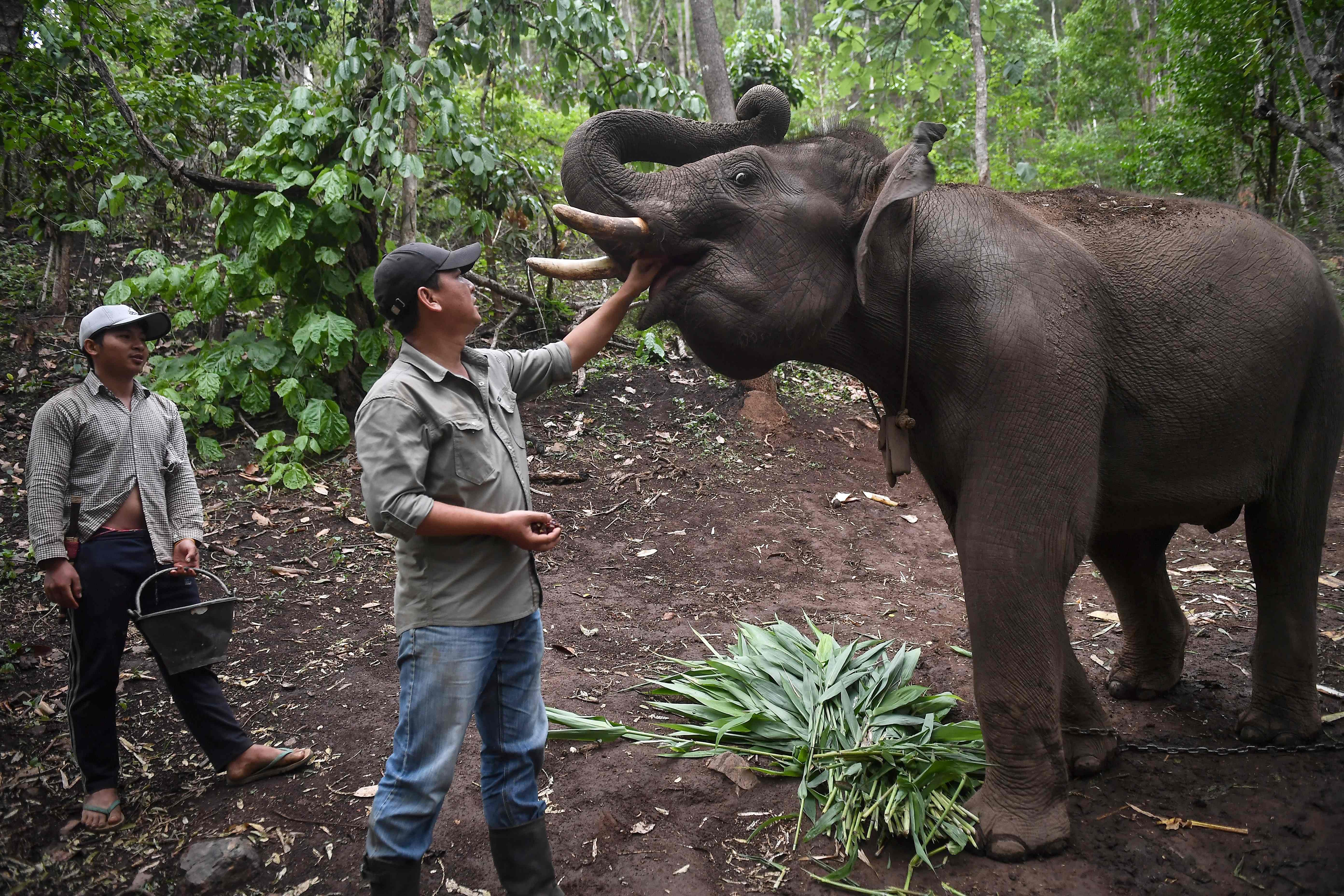 This photo taken on June 3, 2020 shows Thai Elephant Alliance director Theerapat Trungprakan giving a treat to an elephant who is temporarily chained as other elephants undergo treatment for health issues, in Mae Chaem district in the northern Thai province of Chiang Mai, where hundreds of elephants returned from various tourist camps since the outbreak of the COVID-19 coronavirus. - As the coronavirus pandemic paralysed global travel, Thailand's some 3,000 domesticated elephants working in amusement parks or "sanctuaries" have been unemployed since the closure of camps in mid-March. With their incomes vanished and risk of starvation growing, more than 1,000 elephants and their mahouts have returned to their villages in the past two months. (Photo by AFP)