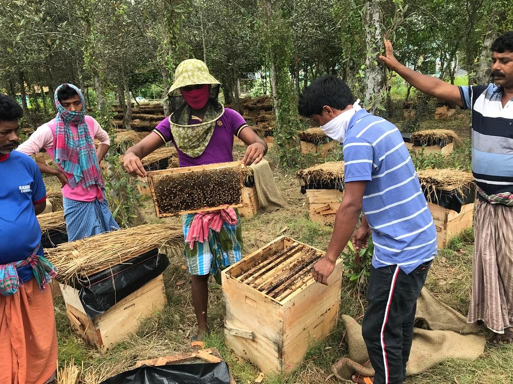 Beekeeping by villagers at forest camps of West Bengal Forest Department. Photo Credit: Special Arrangement
