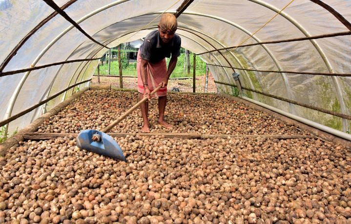 Arecanut prices goes up. Credit: DH File Photo