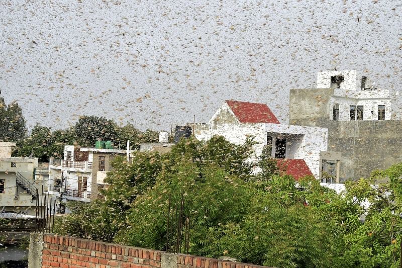 A swarm of locusts fly past an area, in Agra. Credits: PTI Photo