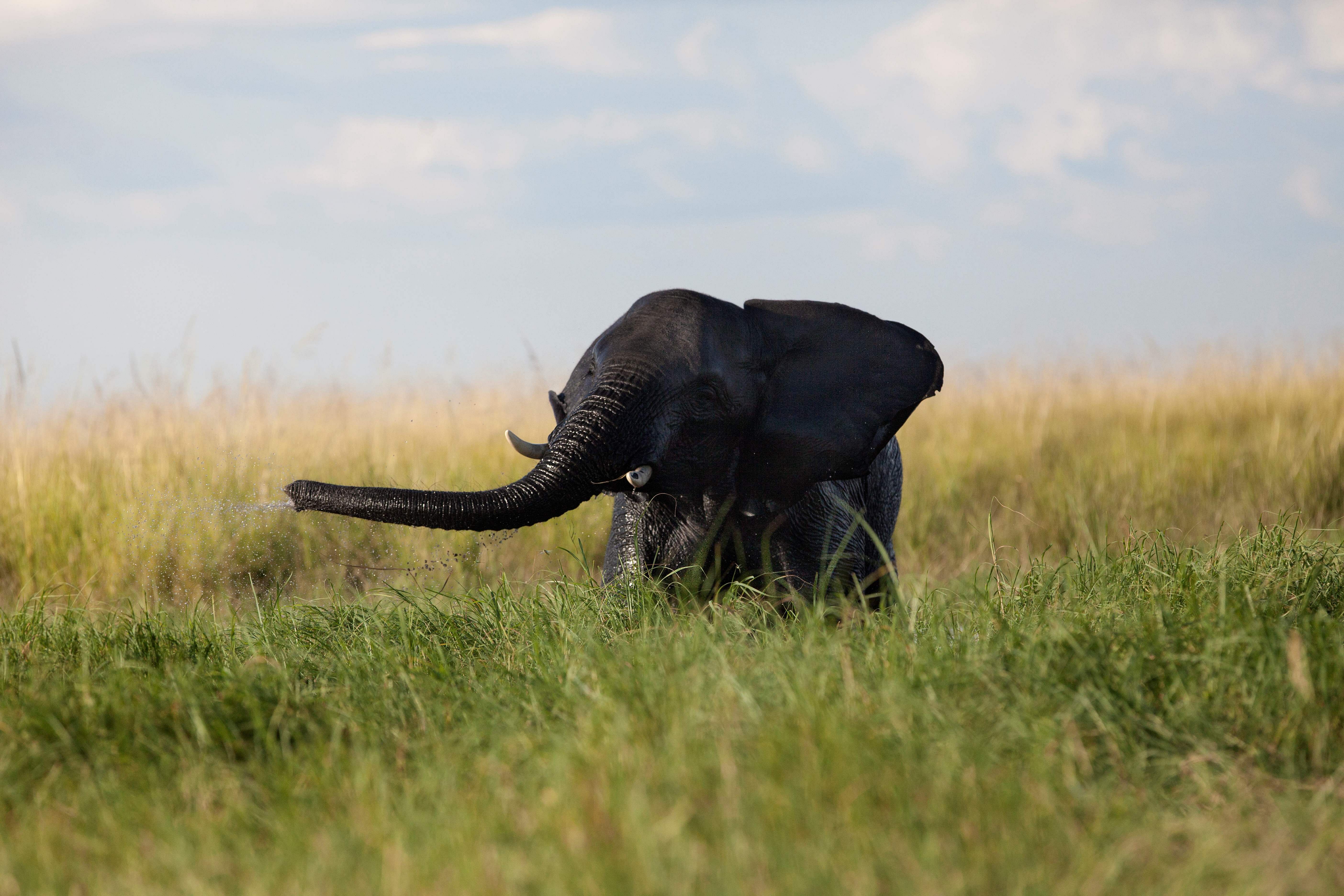 In this file photo taken on March 26, 2015 a young elephant at play in the Chobe river in Botswana Chobe National Park, in the north eastern of the country. - Ninety elephant carcasses have been discovered in Botswana with their tusks hacked off, a charity said on September 4, 2018, in figures fiercely contested by the government. Elephants Without Borders said the grim discovery of scores of elephant carcasses, made over several weeks during an aerial survey, is believed to be one of Africa's worst mass poaching sprees. (Photo by AFP)