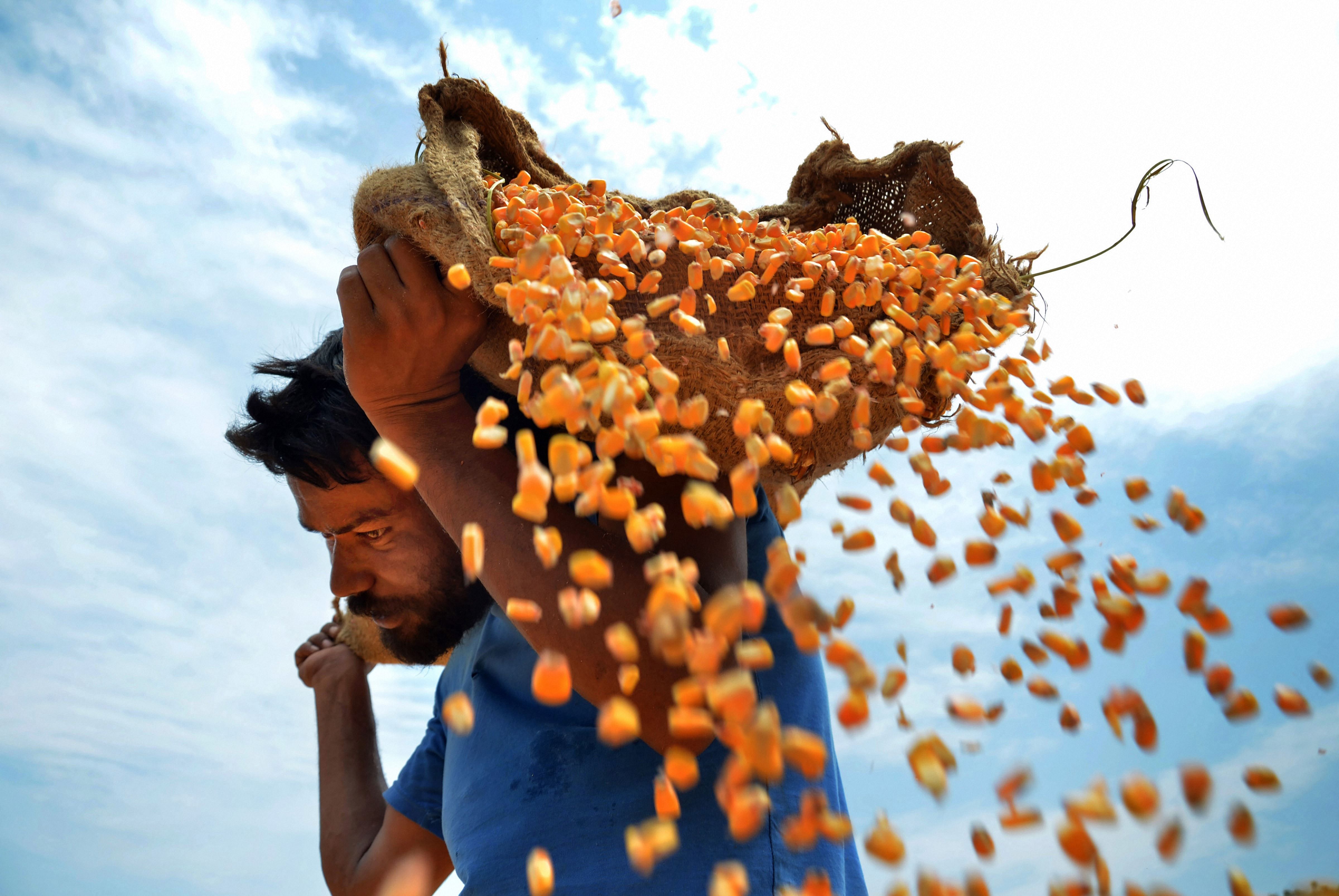 A worker spreads maize grain to dry them under the sun at a grain market in Amritsar. Credit: PTI