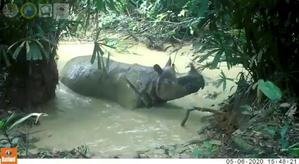 A seven-year-old male Javan rhinoceros enjoys a mud bath in Ujung Kulon National Park in Banten, Indonesia, June 5, 2020, in this still image from video obtained via social media. Credit/Reuters
