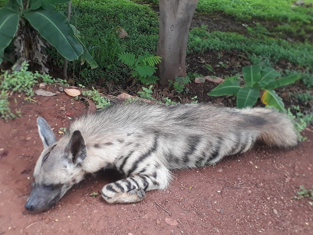 A striped Hyena, an endangered species, was killed after being knocked by a unidentified vehicle near Yargatti in Savadatti taluk in Belagavi district on Wednesday. DH Photo