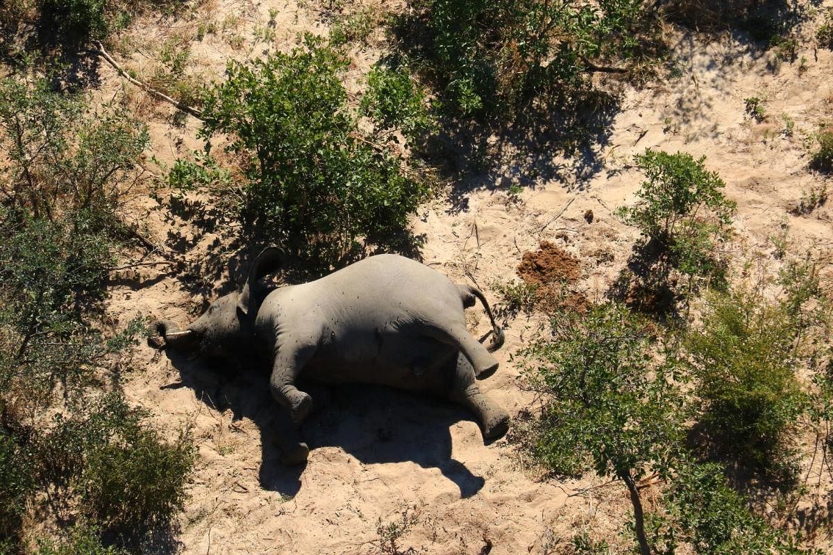 Image of courtesy of the National Park Rescue charity shows the carcass of one of the many elephants which have died mysteriously in the Okavango Delta in Botswana (AFP Photo)