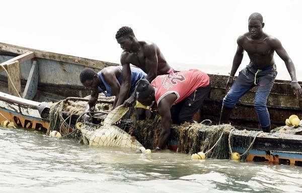 Senegalese fishermen save a sea turtle from their fishing nets in Joal, Senegal, on June 16, 2020, where people are being made aware of the importance to save endangered species, which regulate the ecosystem and help maintain fish abundance. Photo Credit: AFP Photo