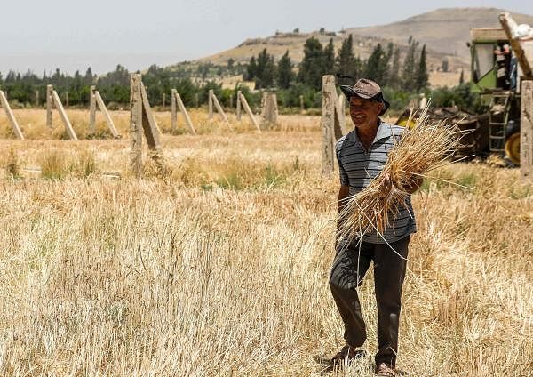 A Syrian farmer in a field in the countryside of al-Kaswa, south of Syria's capital Damascus. Credit: AFP Photo