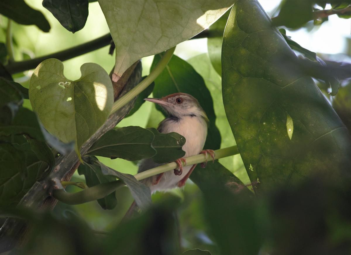 A tailorbird. Birds stay in the shade to avoid overheating during the peak summer hours. Photo by Jagpreet Luthra