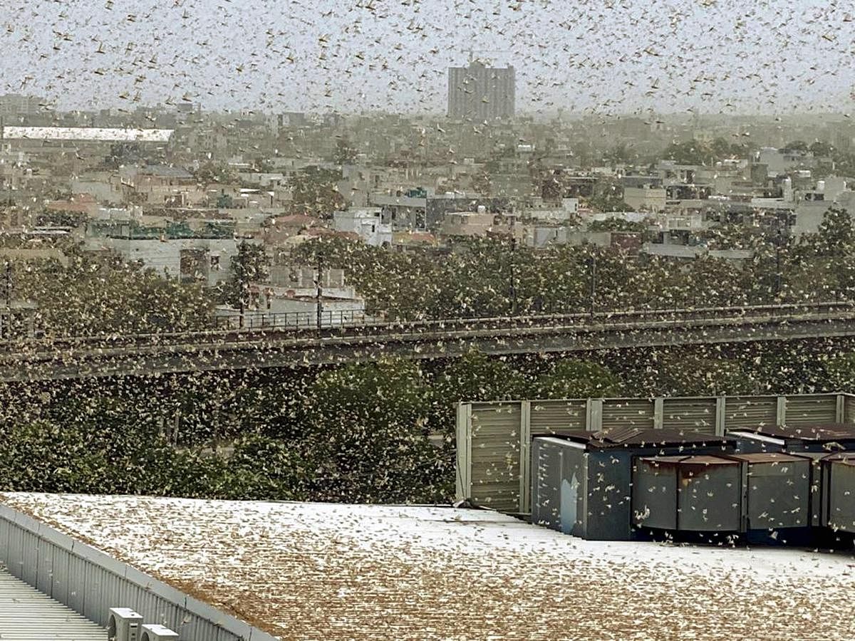 A swarm of locusts flies over DLF area, in Gurugram (PTI Photo)