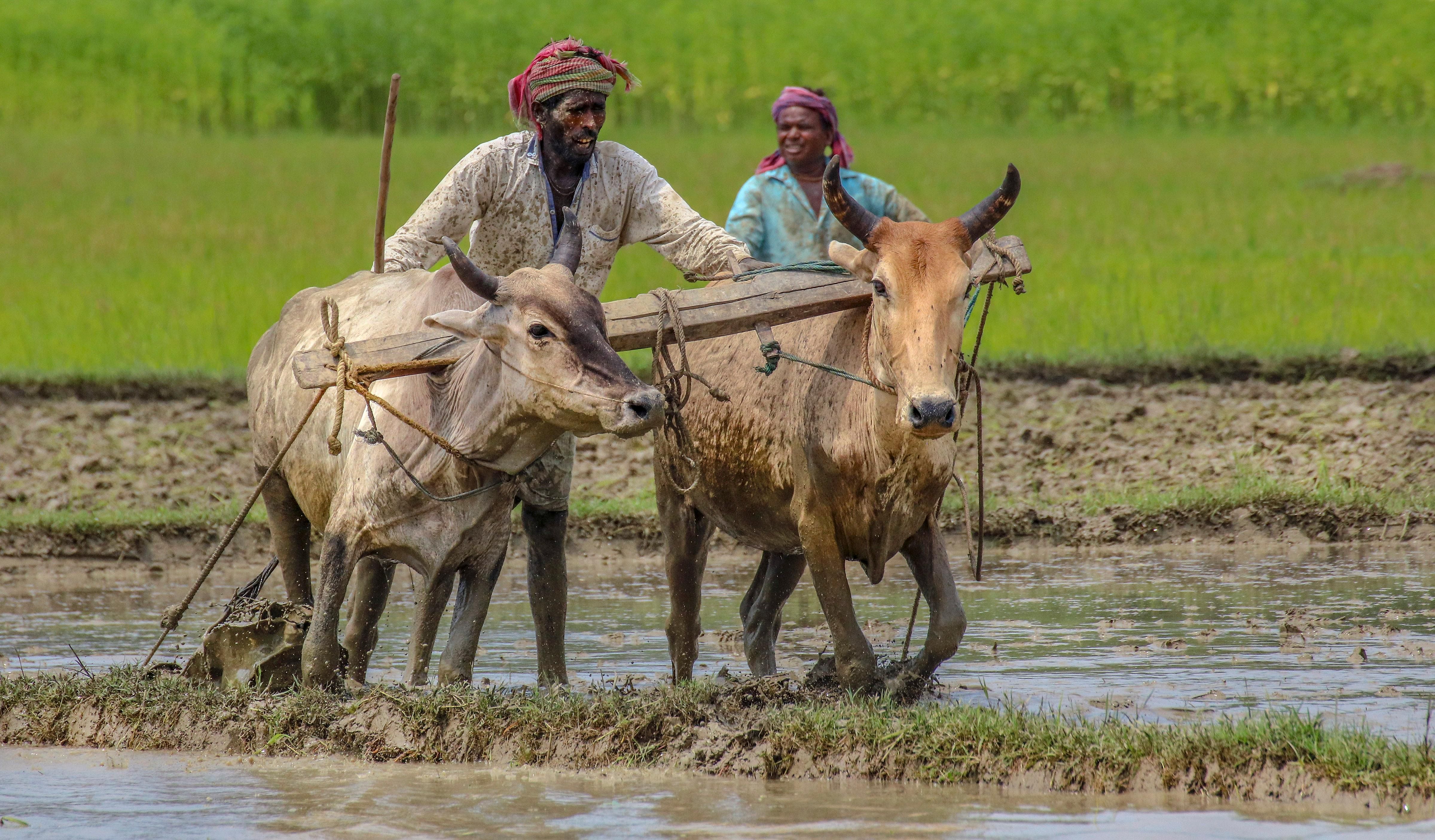 Paddy has been sown on 68.08 lakh hectares of farm land as against 49.23 lakh hectares last year. Credit: PTI Photo