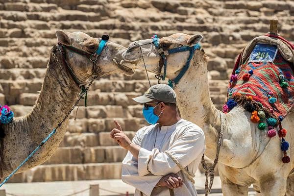 A mask-clad camel guide stands before camels at the Giza Pyramids. Credit: AFP Photo