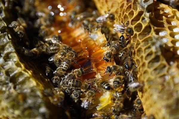 Honey bees. Credit: AFP
