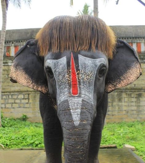 Bob-cut elephant (Twitter photo)