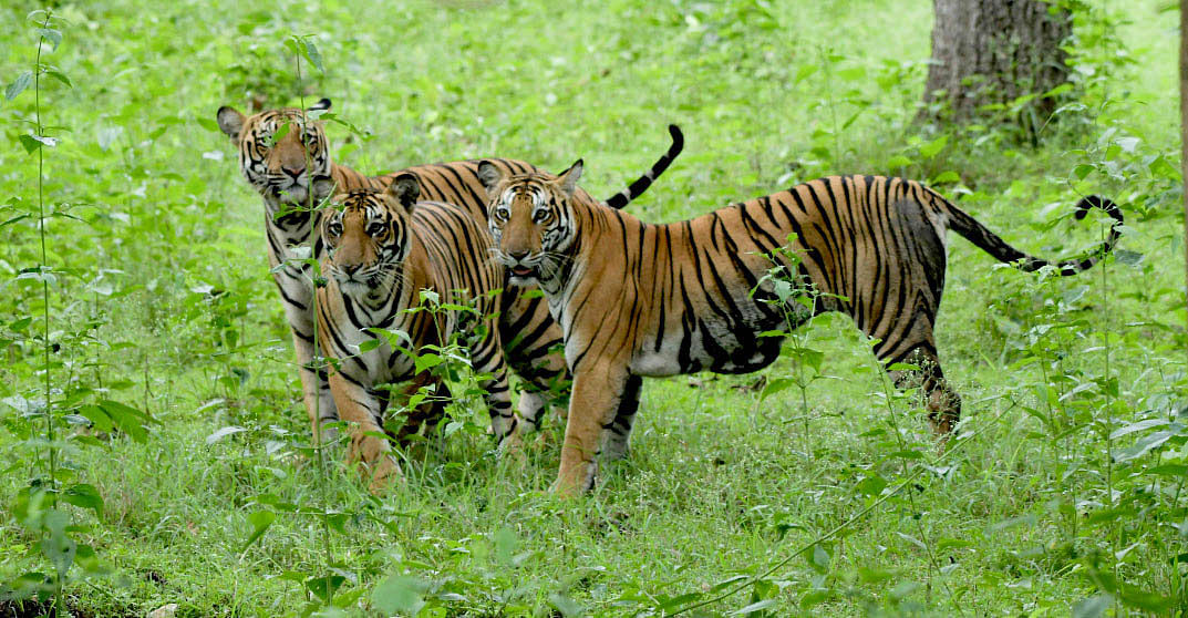Nagarahole Wildlife Sanctuary in H D Kote taluk. DH Photo