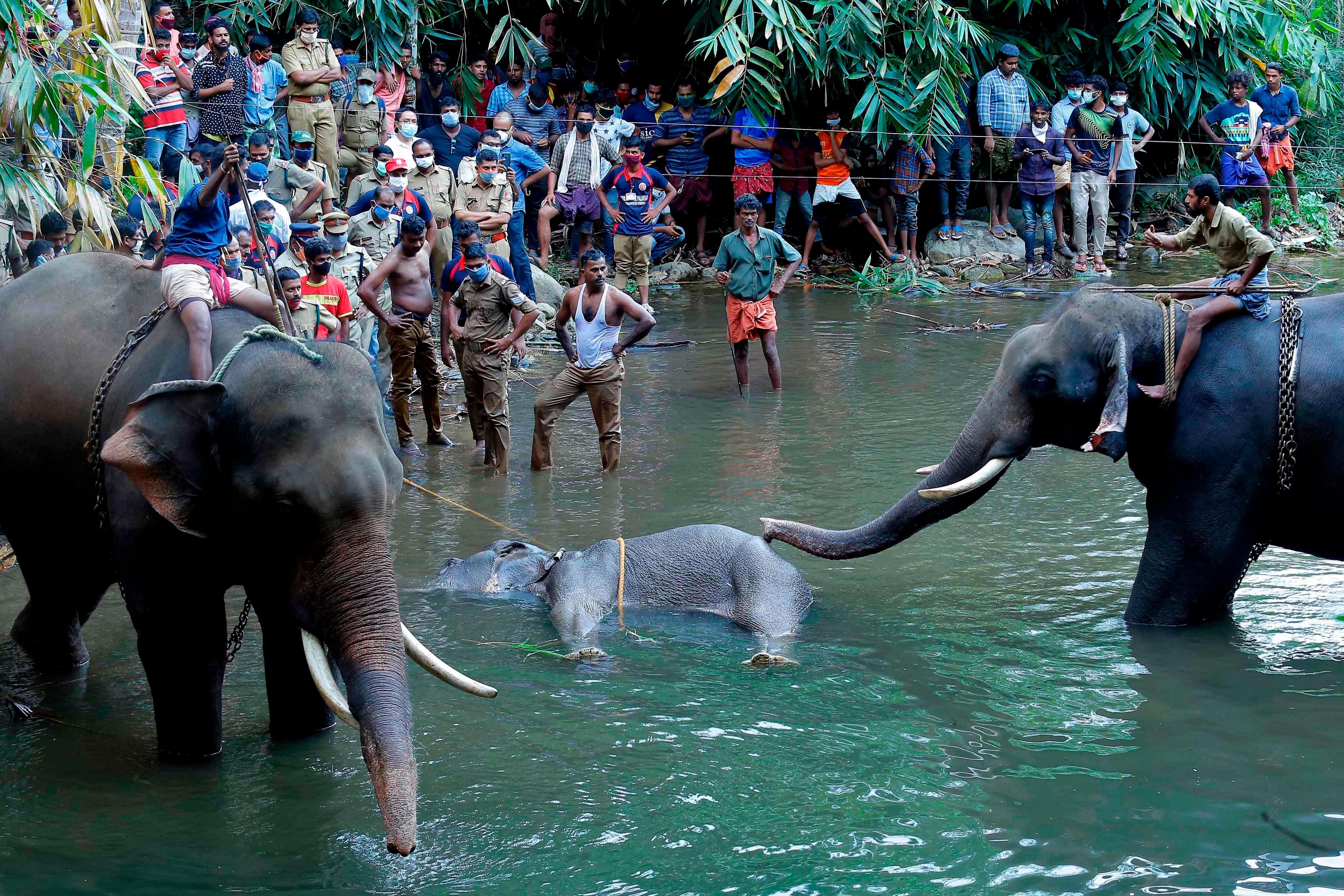 This photograph taken on May 27, 2020 shows policemen and onlookers standing on the banks of the Velliyar River in Palakkad district of Kerala state as a dead wild elephant (C), which was pregnant, is retrieved following injuries caused when locals fed the elephant a pineapple filled with firecrackers as it wondered into a village searching for food. Credit: AFP