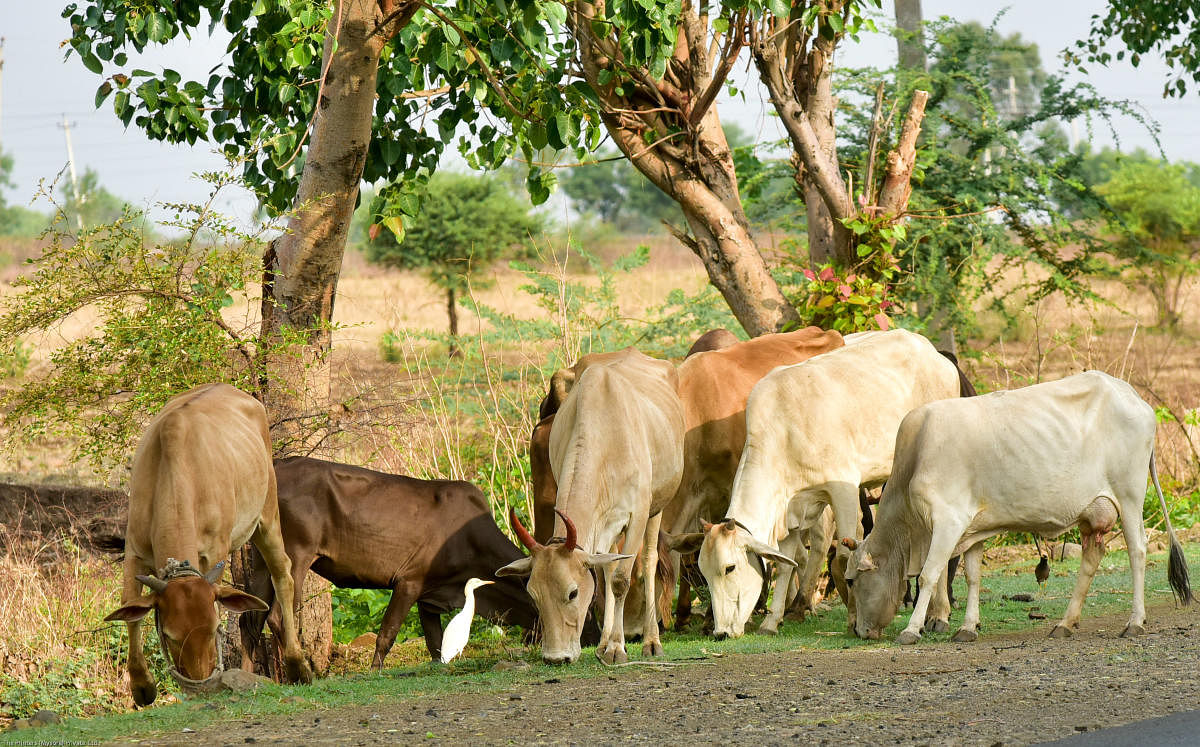 Representative image. Credit: Prashanth H G