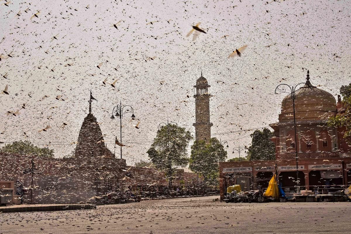 Swarms of locust in the walled city of Jaipur, Rajasthan, Monday, May 25, 2020. More than half of Rajasthan’s 33 districts are affected by invasion by these crop-munching insects. Credit: PTI Photo