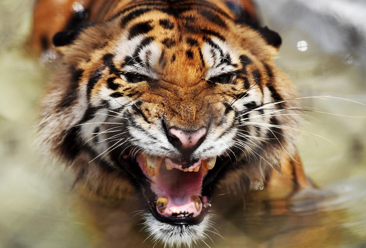 The Bengal tiger. Credit: AFP Photo