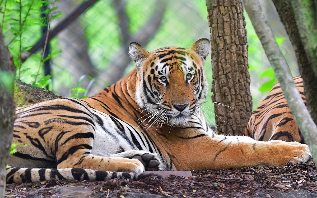  A tiger rests inside the Bannerghatta Biological Park (PTI Photo)