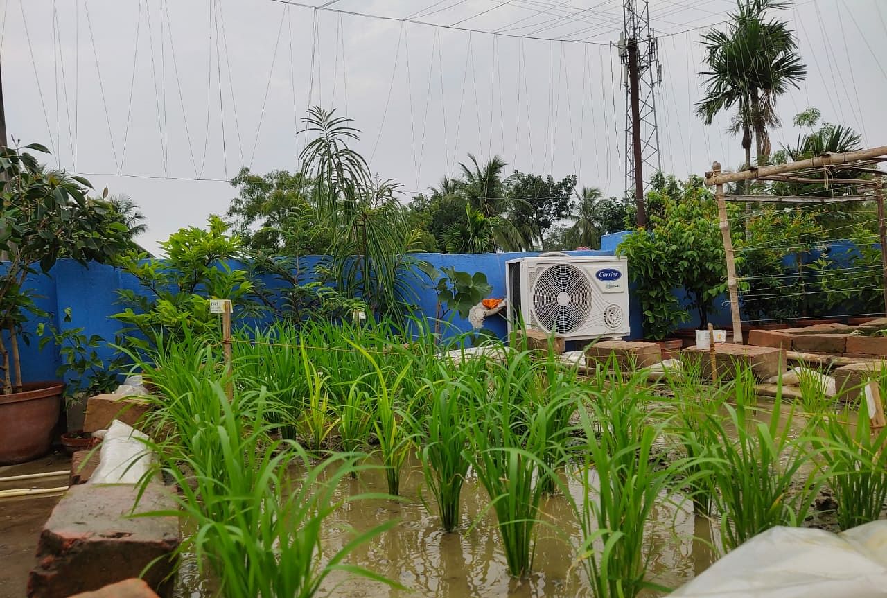 Chanchal Chowdhury's paddy cultivation on rooftop. Credit: DH Photo via special arrangement