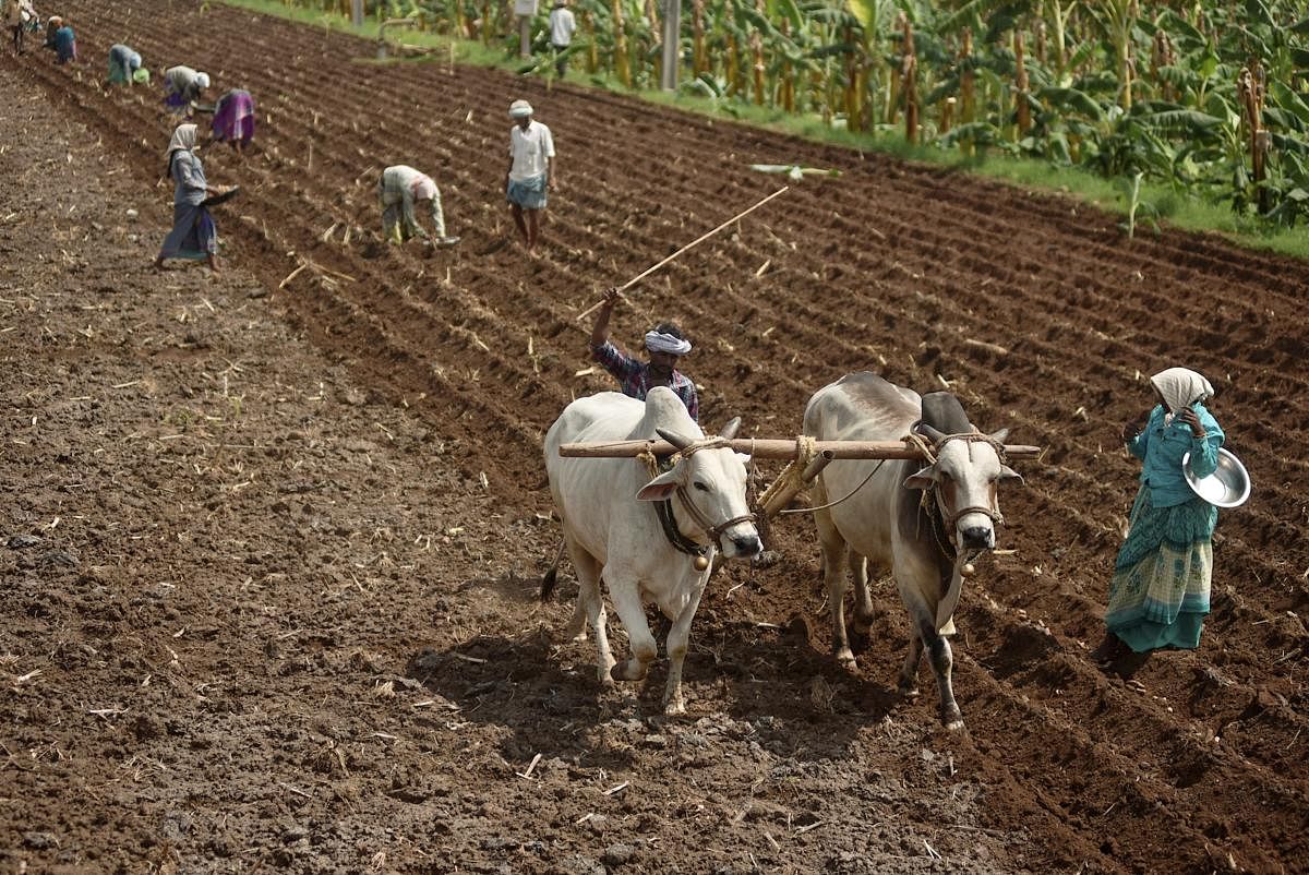 Vijayawada: Farmers work on a field before sowing turmeric, in Vijayawada, Saturday, June 27, 2020. (PTI Photo)(PTI27-06-2020_000033A)