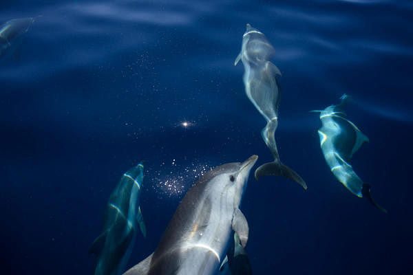 A pod of common dolphins. Credit: AFP