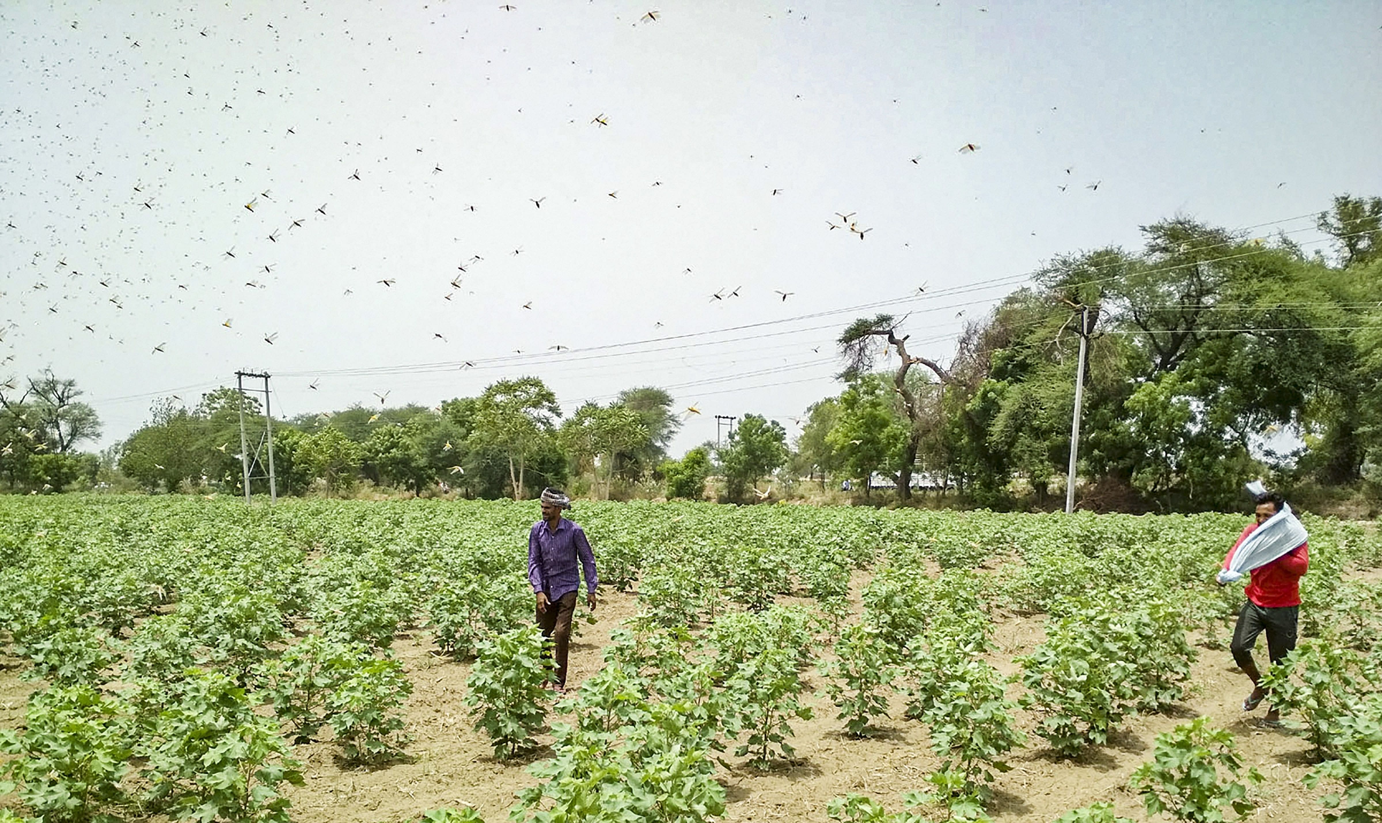 The control operations are being undertaken by both locust control officers (LCOs) and state agriculture department officials, it said. Credit: PTI Photo