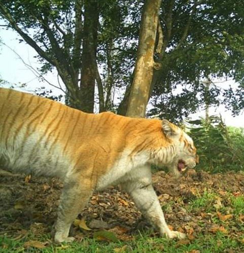 The tigress with color aberration found in Kaziranga National Park in 2018. Credit: Kaziranga National Park