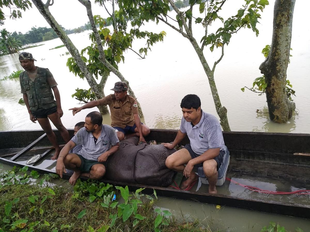 A baby rhino, which got seperated from its mother being rescued by forest staffs from Agoratali range areas in Kaziranga National Park in Assam on Tuesday. Photo credit: Kaziranga National Park