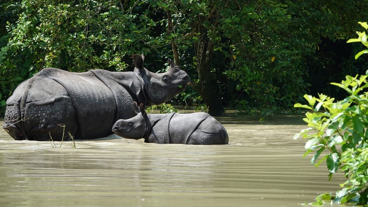 A one-horned rhino and a baby wades in the flood water inside Kaziranga National Park on Thursday. (Photo credit: Kaziranga National Park)