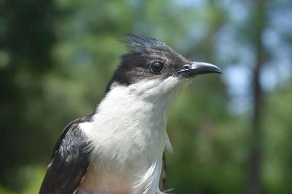 Migratory bird, the Pied Cuckoo (DH Photo)