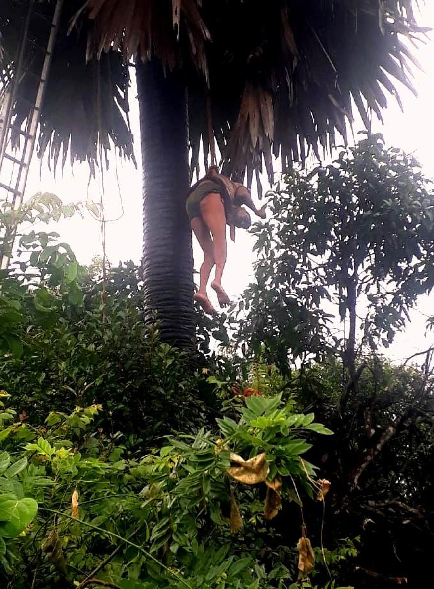 Local residents and fire service personnel rescued a toddy tapper who fell unconscious after climbing a palm tree, at Kadandale Kalloli, in Karkala.