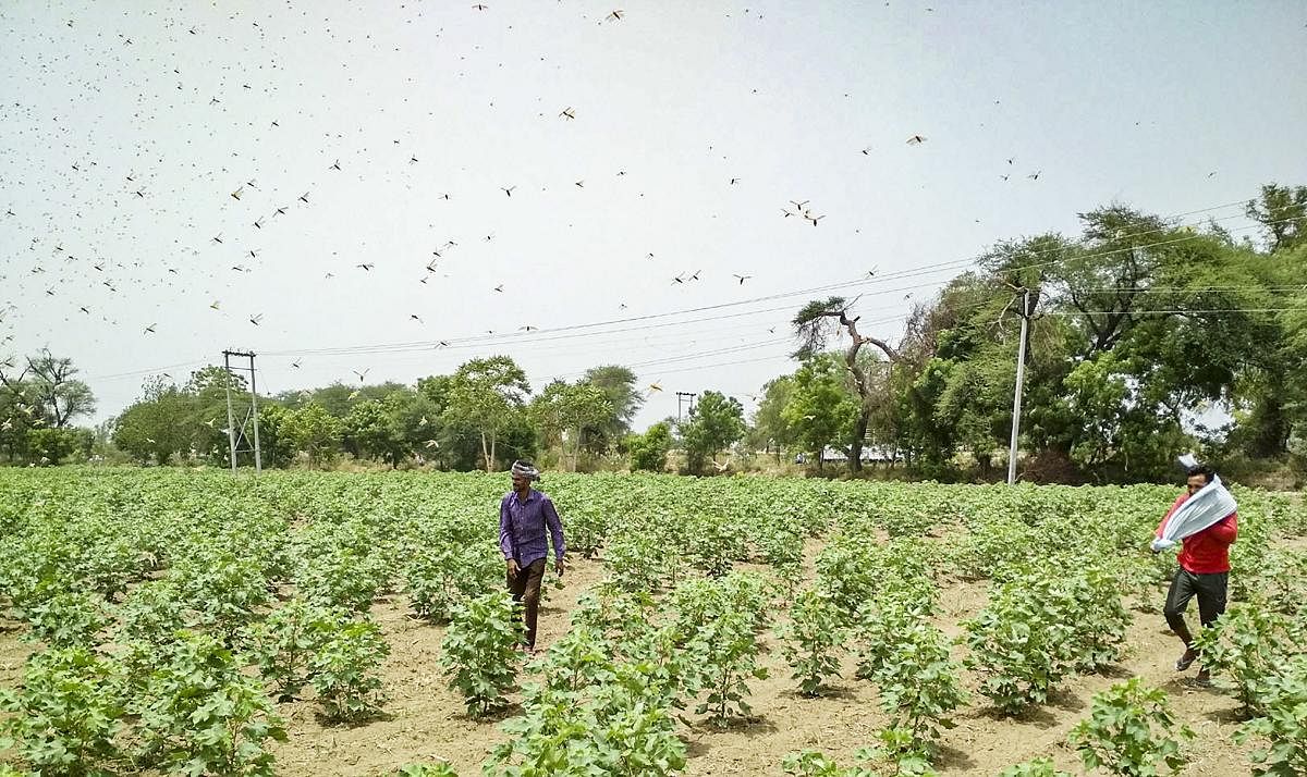 Locusts swarms in India. Credit: PTI File Photo