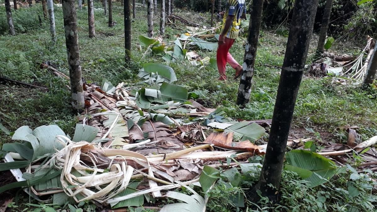 Wild elephants damaged banana plants at Mannagundi in Kaukradi village near Uppinangady.