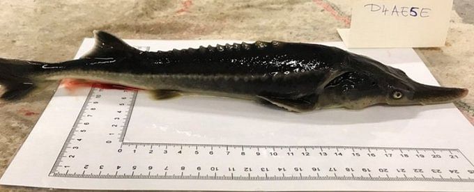 Sturddlefish, a cross between the American paddlefish and the Russian sturgeon (Picture from Twitter)