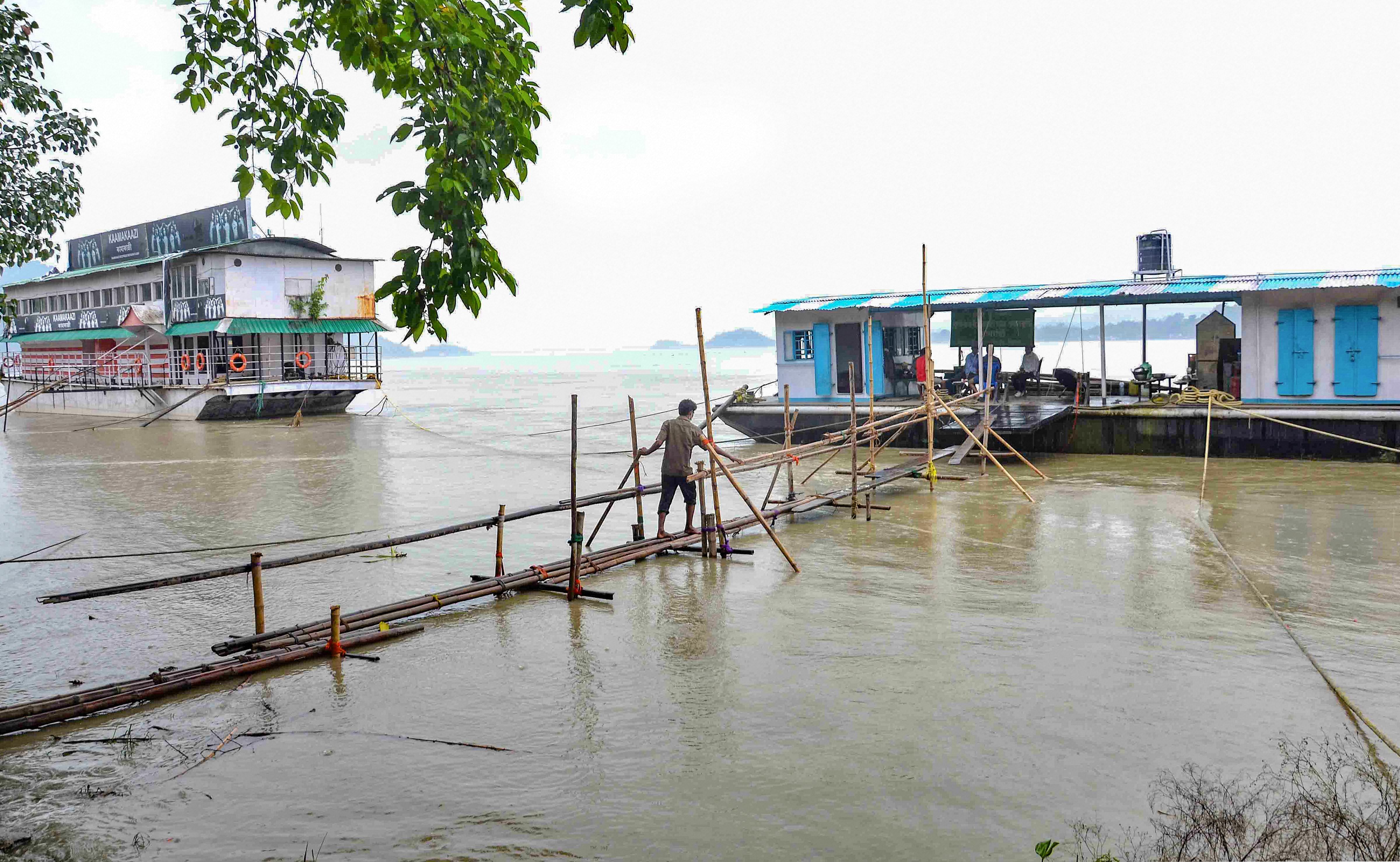  A man walks on a temporary bamboo bridge to reach a ferryboat along the banks of swollen Brahmaputra river, in Guwahati. Credits: PTI Photo