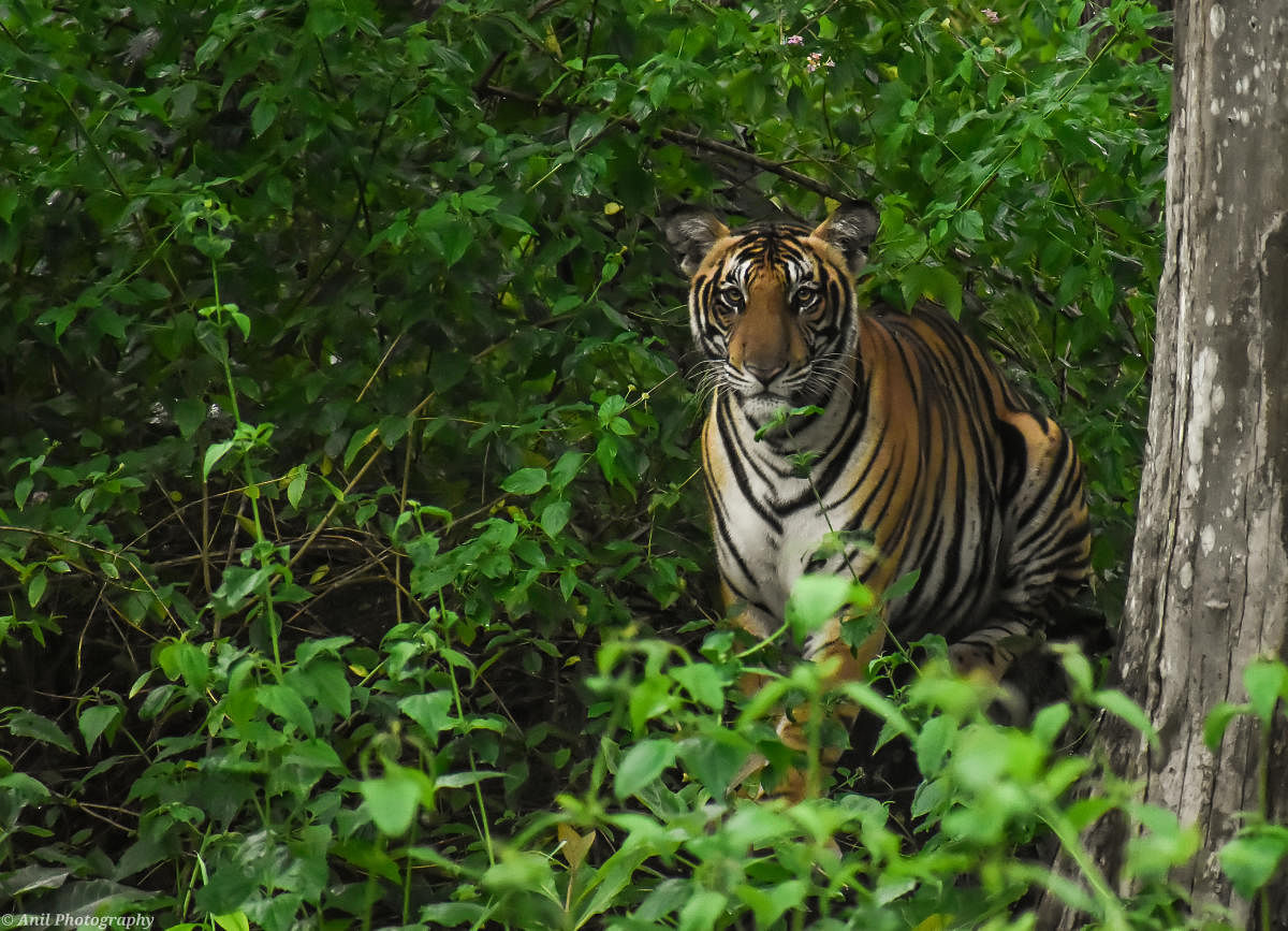 A sub-adult tiger cub takes shelter in bushes, from rains, in forests near Kabini, under Nagarahole National Park, on Wednesday. Photo courtesy A S Anil