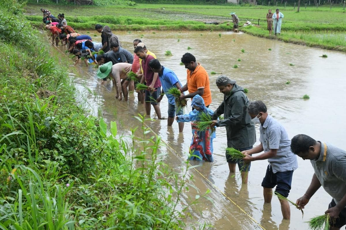Paddy seedlings being transplanted on a fallow paddy field on account of the golden jubilee year of Nittur High School, at Karamballi.
